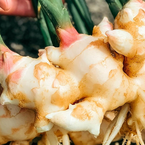 熊本県産』和栗 生栗 栗 採れたて！農薬不使用！ | 果物/栗 産直アウル