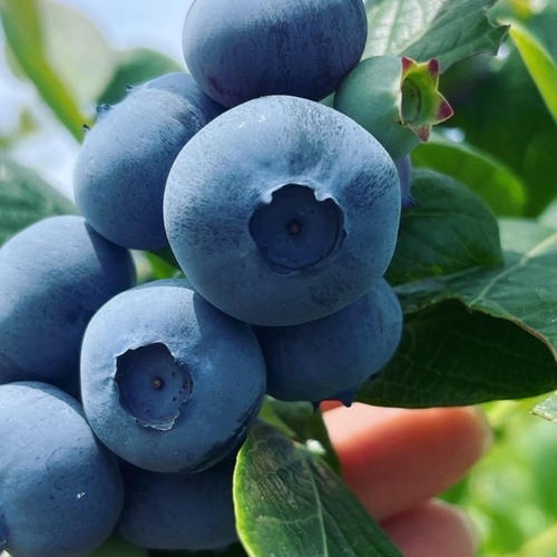 冷凍】ごきげんブルーベリーファームの冷凍ブルーベリー | 果物/ベリー