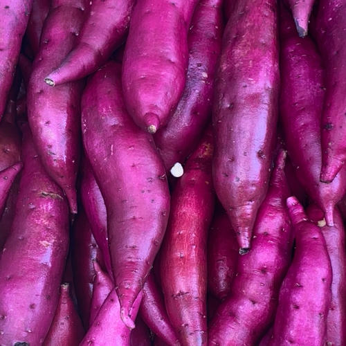 むっちりホクホク‼︎新品種「栗かぐや」 | 野菜/さつまいも 産直アウル