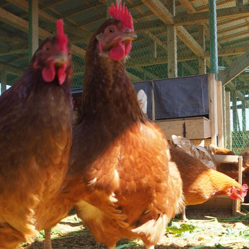 80個入の平飼い卵】上品な甘みとコクのある昔ながらの美味しさ ｜ 卵