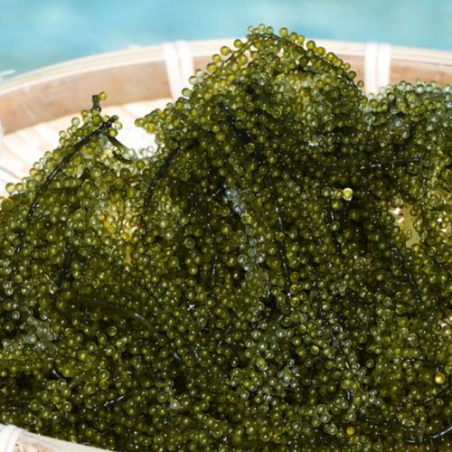 宮古島産朝採れ海ぶどう【茎付き】：500g タレ付き ｜ 魚介類/海藻
