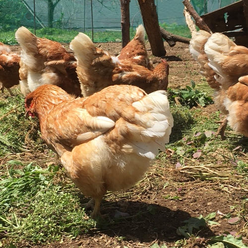 生食に最適！ 放し飼いの鶏が産んだ卵20個入り ｜ 卵/鶏卵 産直