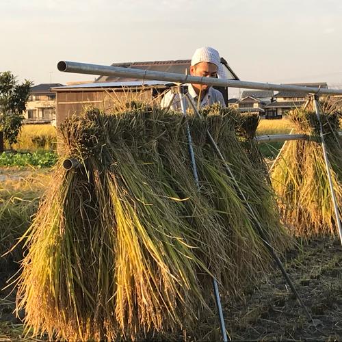 令和5年 岡山県産 朝日米 玄米 30kg クラフト袋 新米 | 米・穀物/玄米