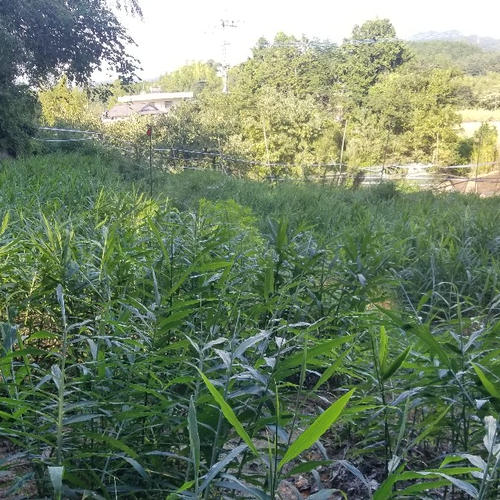 新生姜 3kg 農薬栽培期間中不使用・無肥料 熊本県産 露地 自然栽培