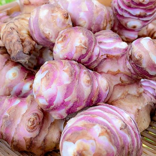 当日収穫】土付きらっきょう 1kg｜栽培期間中農薬不使用｜宮城県産