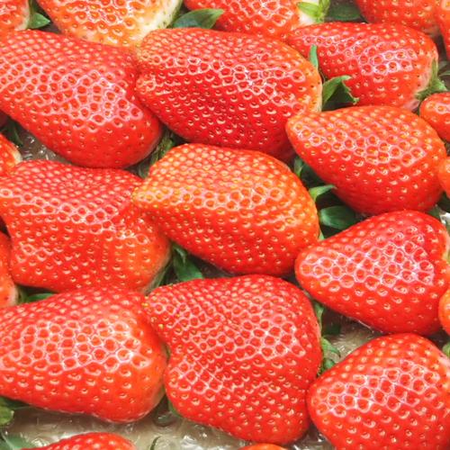 大サービスセール！加工用いちご！】【生食もOK♪】約1800g(加工用