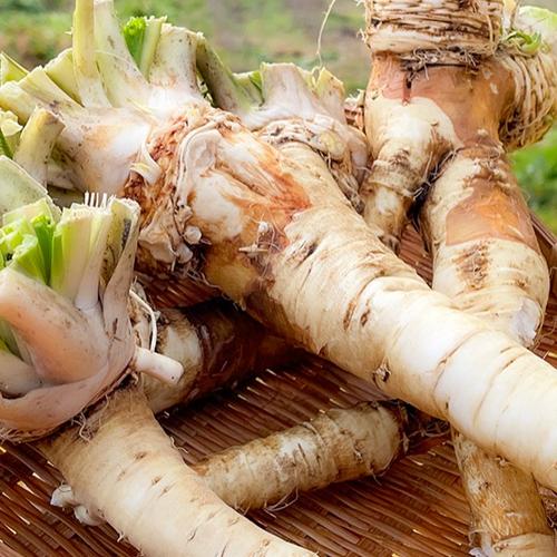 送料無料】産直直送 宮城県産 菊芋500g 紅菊芋 自然栽培 イヌリン 栽培