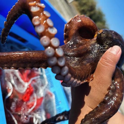 アウルの日】冷凍マダコ(1kg)瀬戸内海 | 魚介類/タコ 産直アウル 農家