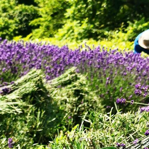 期間限定]北海道産香りのよいラベンダー生花切花500g+100g 発送7