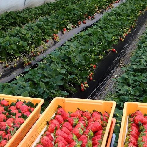 超希少デザートライム！オーストラリアンブラッドライム🥭300g | 果物