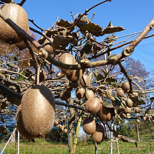 樹上完熟】石鎚マドンナ | 果物/オレンジ・その他みかん 産直アウル