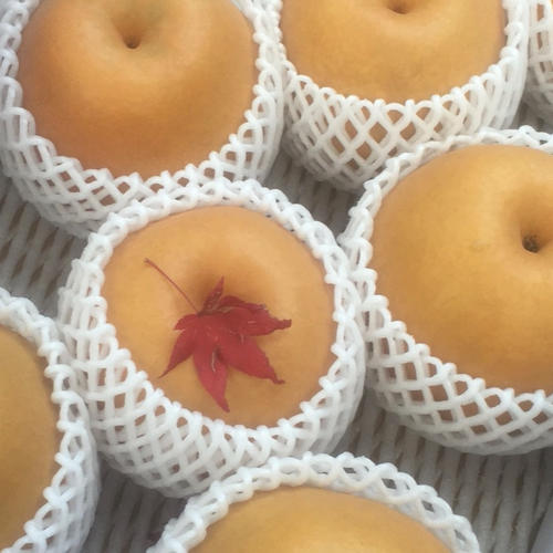 ご自宅用】残り僅か！こだわりの美味しさ「新興梨」シャキシャキ♪紅葉