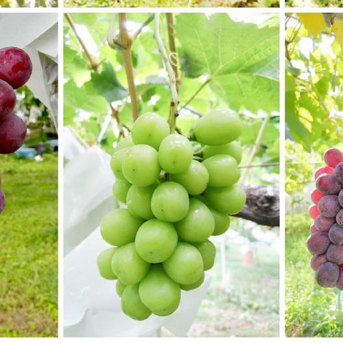 家庭用10花】信州産サンふじ約9.5kg | 果物/りんご 産直アウル 家庭用10花】信州産サンふじ約9.5kg | 果物/りんご 産直アウル