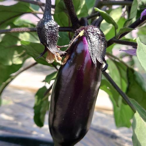 小さなやさい屋さん。の艶々なす🍆3kg（約25本〜37本） | 野菜/茄子