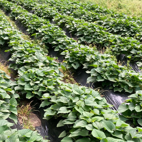 新ニンニク【1.4kg】 ｜ 野菜/にんにく 産直アウル 農家・漁師など生産
