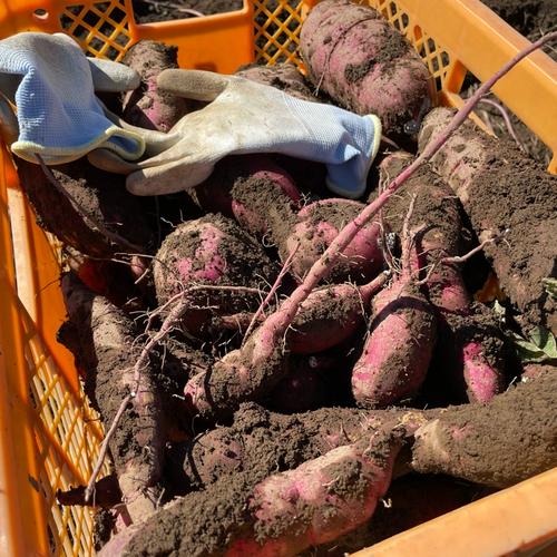 新物 べにはるか 長野県産 さつまいも 紅はるか 10kg 焼き芋 蒸かし芋
