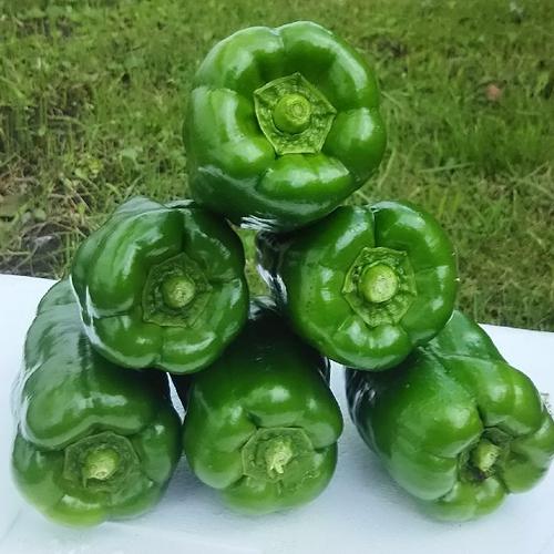 味の濃いピーマン3㎏ ｜ 野菜/ピーマン 産直アウル 農家・漁師など生産