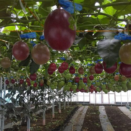 農薬不使用】紫山芋1キロ | 野菜/長いも・山いも 産直アウル 農家から