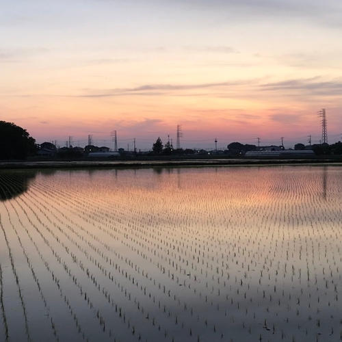 R7年産特別栽培米 彩のかがやき 2kg ｜ 米・穀物/米/精米 産直アウル
