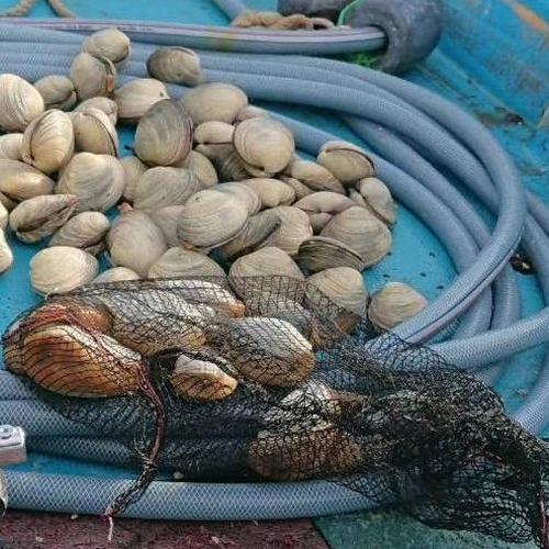 5枚平貝(タイラギ)【大～特大30cm前後】 ｜ 魚介類/その他貝類 産直