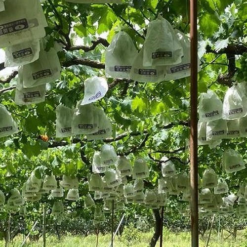 はるみ 秀品 Mサイズ 約10kg | 果物/オレンジ・その他みかん 産直