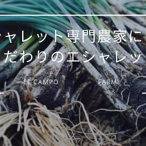 静岡県産らっきょう 1kg ｜ 野菜/その他野菜 産直アウル 農家・漁師