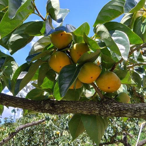 大きな江戸柿【送料500円引き】和歌山県産 吊るし柿用渋柿 ｜ 果物/柿