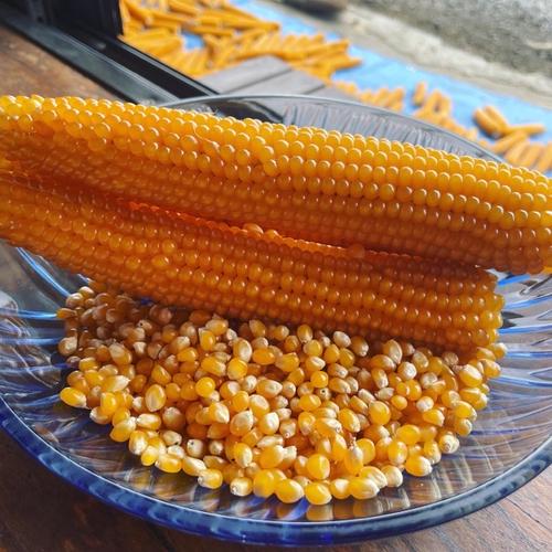 新物 べにはるか 長野県産 さつまいも 紅はるか 10kg 焼き芋 蒸かし芋