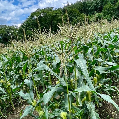 令和7年長野県産コシヒカリ】新米 白米 10kg ｜ 米・穀物/米/精米 産直