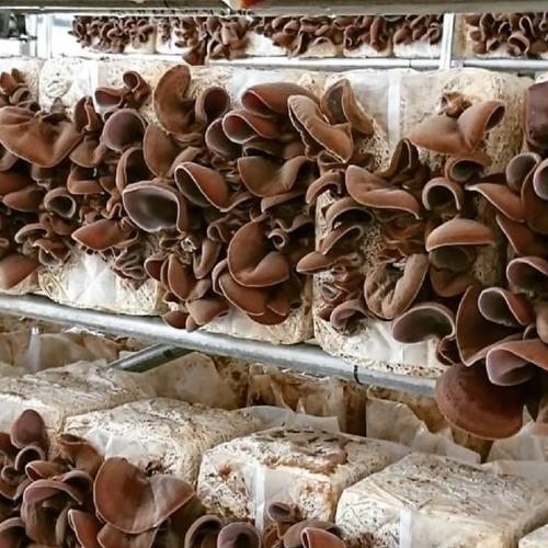 株採りなめこ ｜ 野菜/きのこ 産直アウル 農家・漁師など生産者から