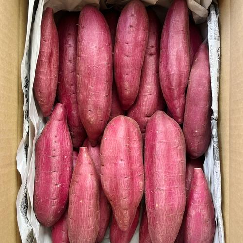 むっちりホクホク‼︎新品種「栗かぐや」 | 野菜/さつまいも 産直アウル