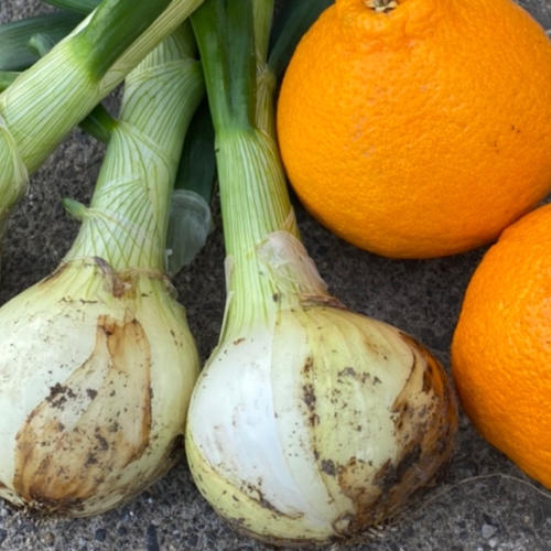 サラたまちゃん農家のサラダ玉ねぎ もぐ玉 ｜ 野菜/玉ねぎ 産直アウル