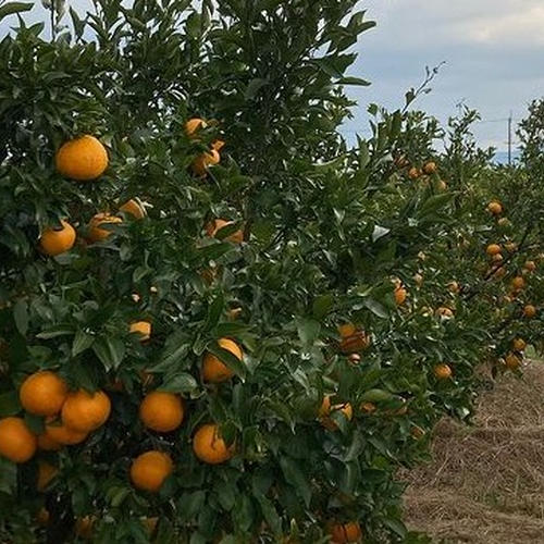 はるみ 秀品 Mサイズ 約10kg | 果物/オレンジ・その他みかん 産直