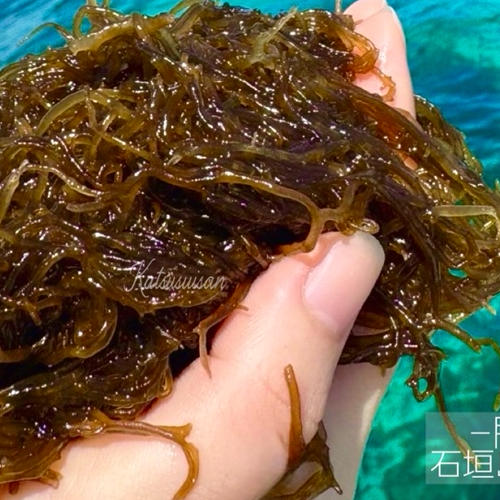 石垣島産もずく【味付け250g×5】サイズ:小/クール便送料込み | 魚介類