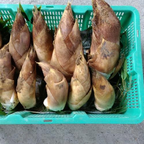 京都産 上質朝堀タケノコ(サイズMIX)🌿3kg | 野菜/たけのこ 産直アウル