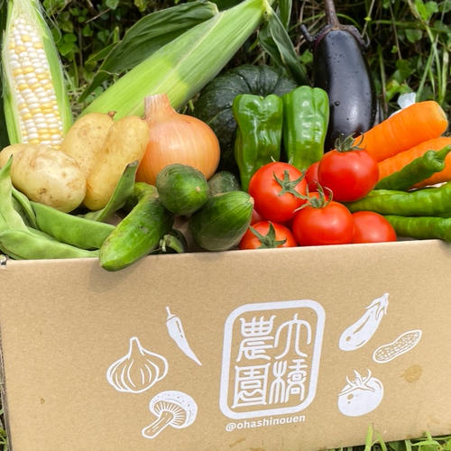 農薬使用7割減】岐阜県中津川伝統野菜「あじめこしょう一味」3本