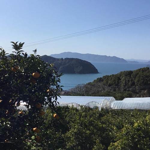 8.5kg)×2箱セット/スイートスプリング | 果物/オレンジ・その他みかん