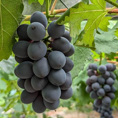 2種食べ比べ】高妻・ピオーネ 2kg | 果物/ぶどう 産直アウル 農家から