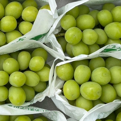 南アルプス市産【クール便・園主おまかせ】シャインマスカット 2kg
