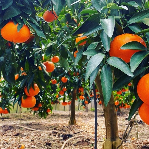 果汁たっぷり甘〜い麗紅(れいこう) | 果物/オレンジ・その他みかん