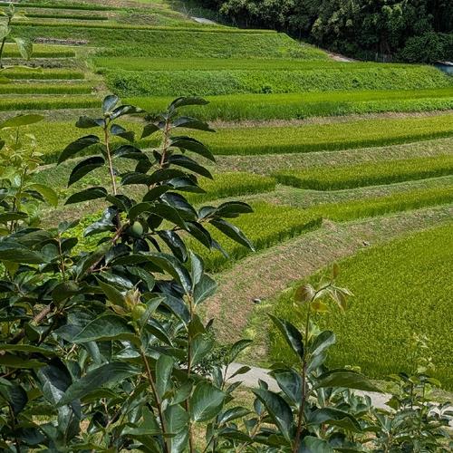 新米あきたこまち】精米5kg 南信州豊丘村産 ｜ 米・穀物/米/精米 産直