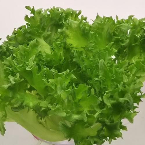 無農薬新鮮クレソンのマイクロリーフ ｜ 野菜/ハーブ 産直アウル 農家