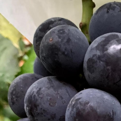 巨峰(種無し)2房セット | 果物/ぶどう 産直アウル 農家から直接野菜