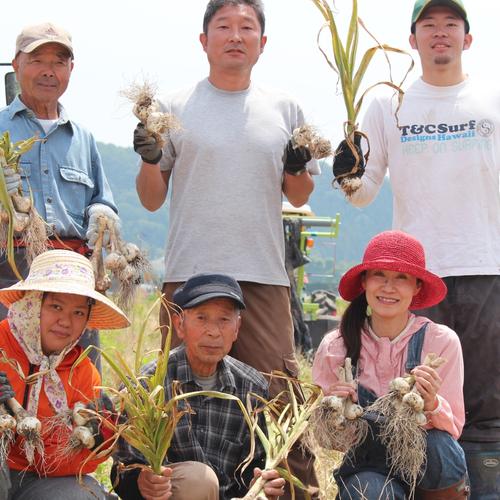 越前福井産辛味大根Sサイズ10個 ｜ 野菜/大根 産直アウル 農家・漁師