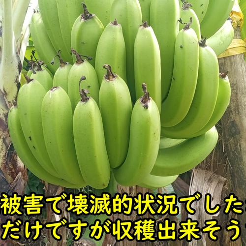 農薬・化学肥料不使用】幻の品種！グロスミシェル！国産バナナ 特選1.8