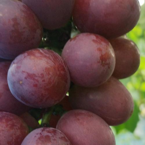粒が取れちゃうほど完熟 甘さと酸味のバランスちょどいい 脱粒巨峰 秀