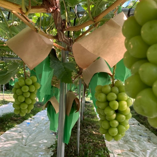 家庭用雄宝（ゆうほう）ぶどう2房入1.7キロ以上 薄皮ジューシー 一粒の
