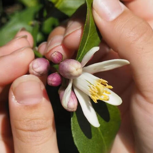 大崎上島産グリーンレモン 2キロ ノーワックス 防腐剤不使用 | 果物/香