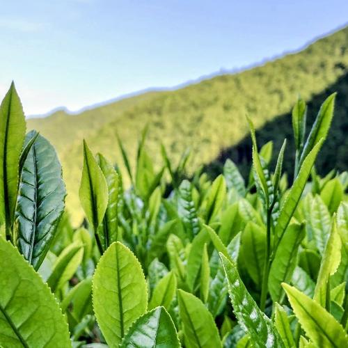 送料無料』2025年新茶‼静岡県産 希少な実生の在来茶 100g | お茶/緑茶