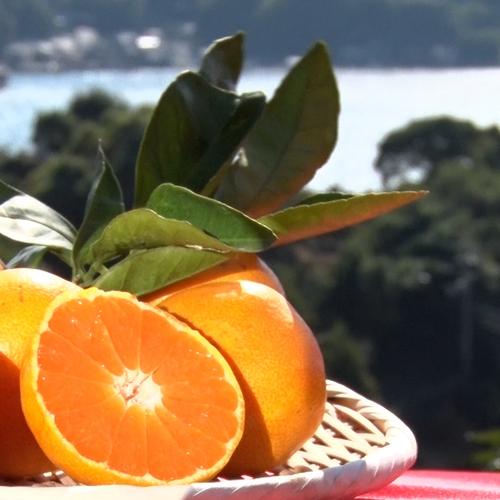 🍊ルビーが口の中に怒涛に押し寄せる🍊お得な大容量ルビーラッシュ傾斜